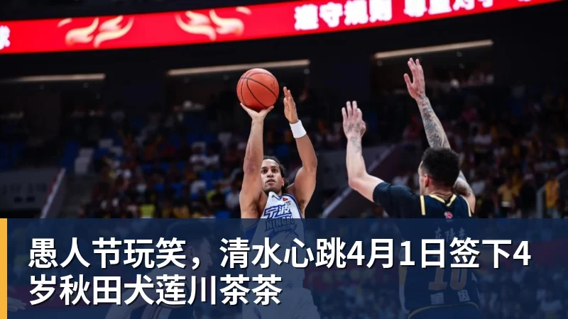 愚人节玩笑，清水心跳4月1日签下4岁秋田犬莲川茶茶